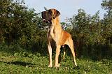 DOGUE ALLEMAND 349